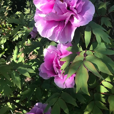 Lägenhetshotell Residenza Ambrogi 4*