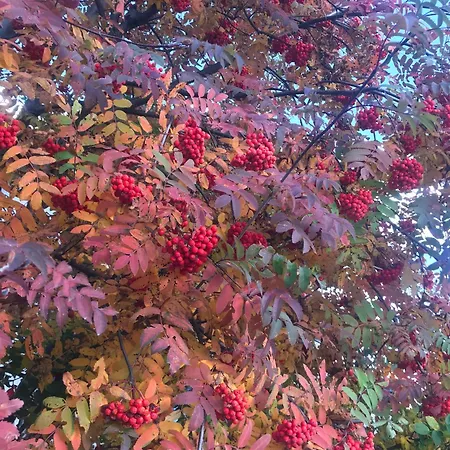 Residenza Ambrogi Urbino