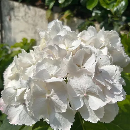 Residenza Ambrogi アパートホテル